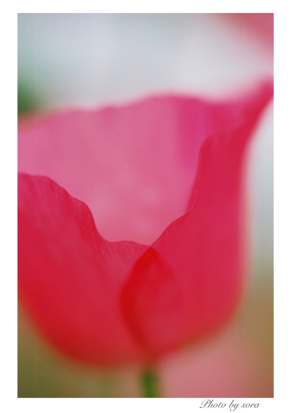 ピンクのお花ポストカード４枚セット 1枚目の画像