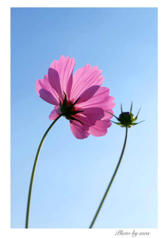 ピンクのお花ポストカード４枚セット 2枚目の画像