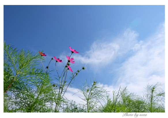 ピンクのお花ポストカード４枚セット 3枚目の画像