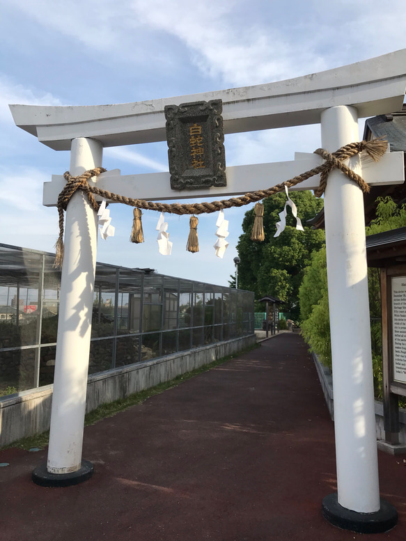 百円札 ピン札 縁起が良いと言われる日のみ神社参拝しお清めしてます☆  白蛇 抜け殻 プレゼント 12枚目の画像