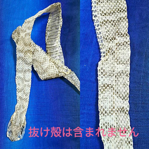 小判の模様☆ 金の運気アップ マムシ 白蛇 お守り 1000万円の帯封 帯