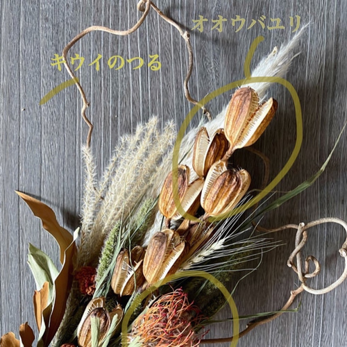 北海道オオウバユリのスワッグ ドライフラワースワッグ50cmサイズ