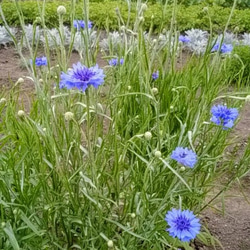 北海道濃紫ラベンダー と矢車菊のブルー系スワッグ○オーガニック自家栽培ハーブのスワッグ 5枚目の画像