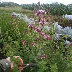 とれたてオレガノと紫陽花(北海道産)スワッグオーガニック自家栽培ハーブのスワッグ 5枚目の画像