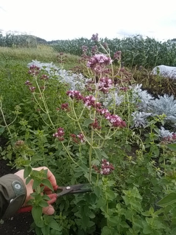 とれたてオレガノと紫陽花(北海道産)スワッグオーガニック自家栽培ハーブのスワッグ 5枚目の画像