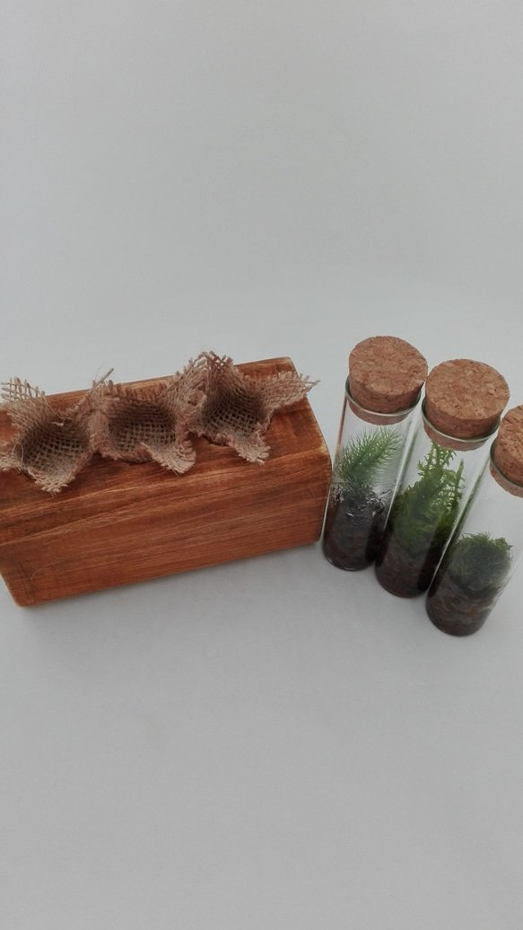 3種の苔のテラリウム(071)　♪ヒバの精油プレゼント♪ 3枚目の画像