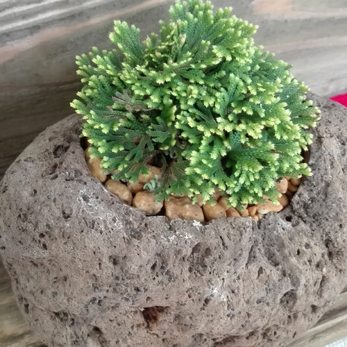 溶岩に植えたイワヒバ 玉貴扇(090) その他インテリア雑貨 coco 通販