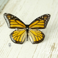 オオカバマダラ♀ 蝶の標本ピアス（片耳）[PS-P002-01F] 1枚目の画像