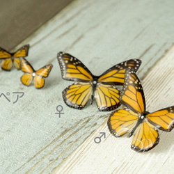 オオカバマダラ♀ 蝶の標本ピアス（片耳）[PS-P002-01F] 4枚目の画像