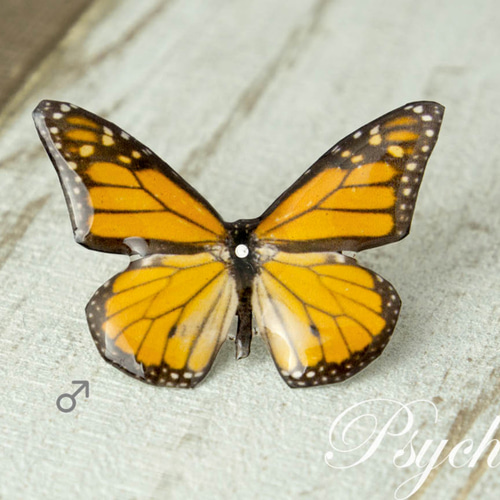 オオカバマダラPair・蝶標本 オオカバマダラPair・蝶標本