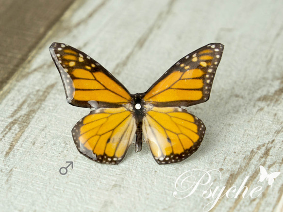 オオカバマダラ♂ 蝶の標本ピアス（片耳）[PS-P002-02M] 1枚目の画像