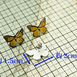 オオカバマダラ 蝶の標本ピアス（ペア）[PS-P002-03P] 2枚目の画像