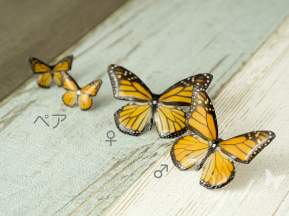 オオカバマダラ 蝶の標本ピアス（ペア）[PS-P002-03P] 3枚目の画像