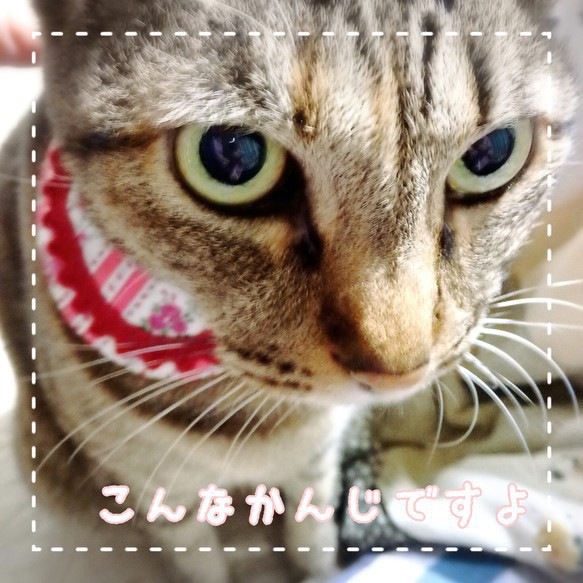 ピンク＊薔薇とストライプの丸襟首輪　猫・犬用 3枚目の画像