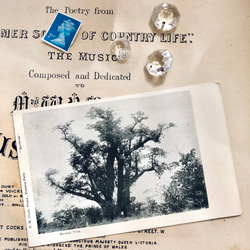 英国で出会った♪ バオバブの木の アンティーク ポストカード/モノクロ　 2枚目の画像