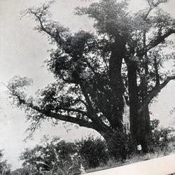 英国で出会った♪ バオバブの木の アンティーク ポストカード/モノクロ　 4枚目の画像