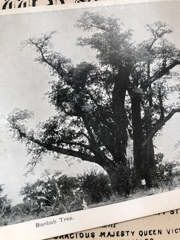 英国で出会った♪ バオバブの木の アンティーク ポストカード/モノクロ　 4枚目の画像