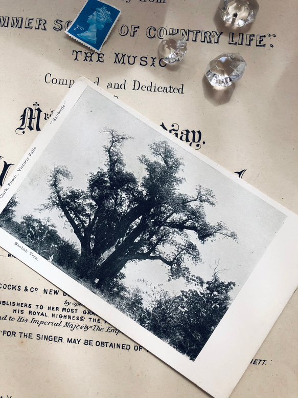 英国で出会った♪ バオバブの木の アンティーク ポストカード/モノクロ　 6枚目の画像