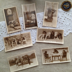 英国買い付け♪アンティークのシガレットカード7枚セット　子犬 子ネコ 少女 チンパンジーなど 2枚目の画像