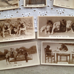 英国買い付け♪アンティークのシガレットカード7枚セット　子犬 子ネコ 少女 チンパンジーなど 3枚目の画像