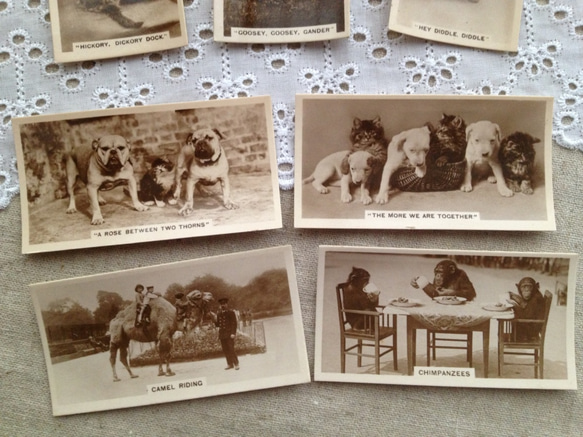 英国買い付け♪アンティークのシガレットカード7枚セット　子犬 子ネコ 少女 チンパンジーなど 3枚目の画像