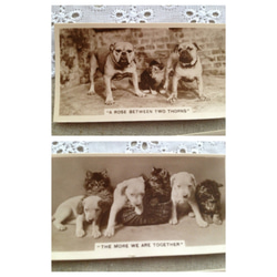 英国買い付け♪アンティークのシガレットカード7枚セット　子犬 子ネコ 少女 チンパンジーなど 4枚目の画像