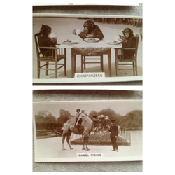 英国買い付け♪アンティークのシガレットカード7枚セット　子犬 子ネコ 少女 チンパンジーなど 5枚目の画像