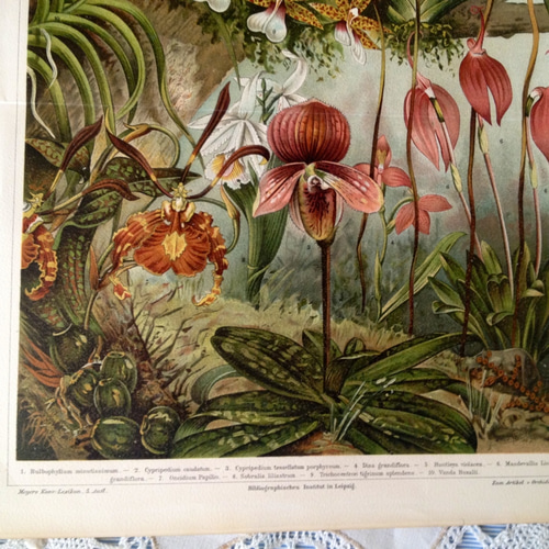 イチゴの植物画 リトグラフ ボタニカルアート,Strawberry,イチゴ,果物