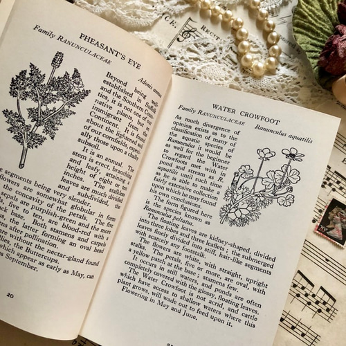 イギリスの古い植物図鑑 1960年代