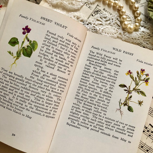 英国で出会った♪1960年代小さな植物図鑑「WILD FLOWERS