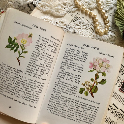 英国で出会った♪1960年代小さな植物図鑑「WILD FLOWERS