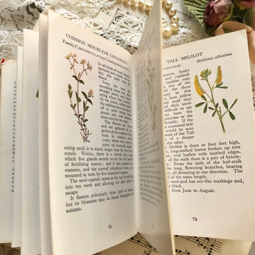 英国で出会った♪1960年代小さな植物図鑑「WILD FLOWERS