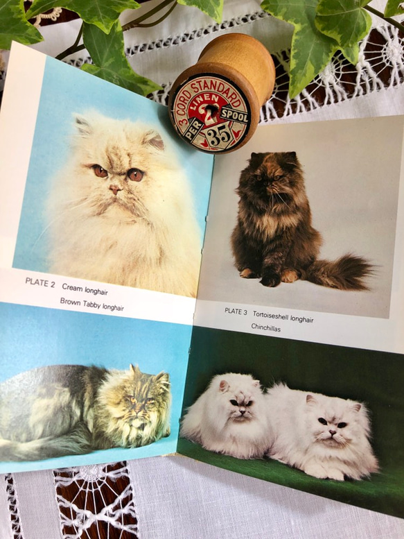 英国で出会った♪ヴィンテージ 猫のポケット図鑑 Frederick Warne社 5枚目の画像
