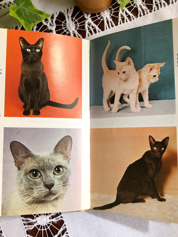英国で出会った♪ヴィンテージ 猫のポケット図鑑 Frederick Warne社 6枚目の画像