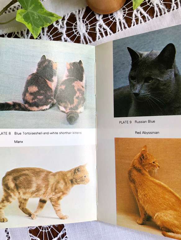 英国で出会った♪ヴィンテージ 猫のポケット図鑑 Frederick Warne社 7枚目の画像