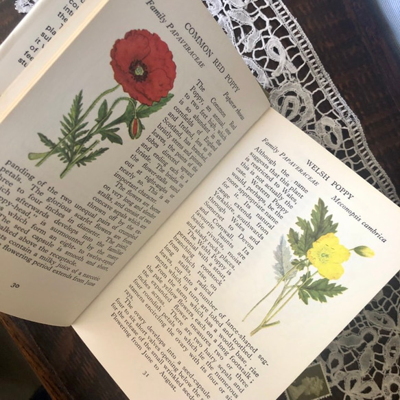 英国で出会った♪1973年 小さな植物図鑑「WILD FLOWERS」ヴィンテージ 220種のボタニカルアート 6枚目の画像