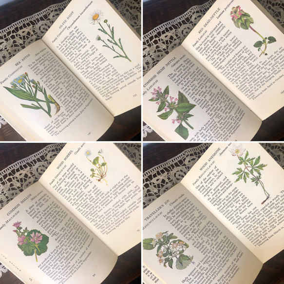 英国で出会った♪1973年 小さな植物図鑑「WILD FLOWERS」ヴィンテージ 220種のボタニカルアート 7枚目の画像