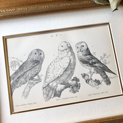 英国で出会った♪ 19世紀 アンティークプリント 三羽のふくろう エッチング 銅版プリント オウル 2枚目の画像