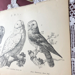 英国で出会った♪ 19世紀 アンティークプリント 三羽のふくろう エッチング 銅版プリント オウル 4枚目の画像