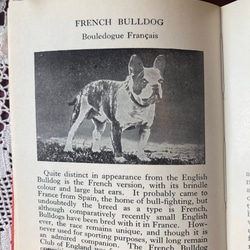 英国で出会った♪ヴィンテージ 1950年代頃 300種 犬の小さな図鑑 Frederick Warne社 10枚目の画像