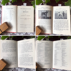 英国で出会った♪ヴィンテージ 1950年代頃 300種 犬の小さな図鑑 Frederick Warne社 5枚目の画像