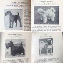 英国で出会った♪ヴィンテージ 1950年代頃 300種 犬の小さな図鑑 Frederick Warne社 6枚目の画像