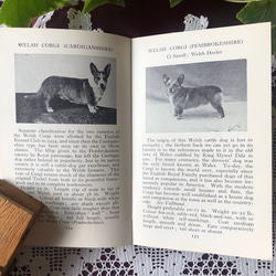 英国で出会った♪ヴィンテージ 1950年代頃 300種 犬の小さな図鑑 Frederick Warne社 7枚目の画像