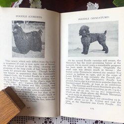英国で出会った♪ヴィンテージ 1950年代頃 300種 犬の小さな図鑑 Frederick Warne社 8枚目の画像