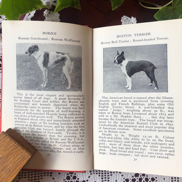 英国で出会った♪ヴィンテージ 1950年代頃 300種 犬の小さな図鑑 Frederick Warne社 9枚目の画像