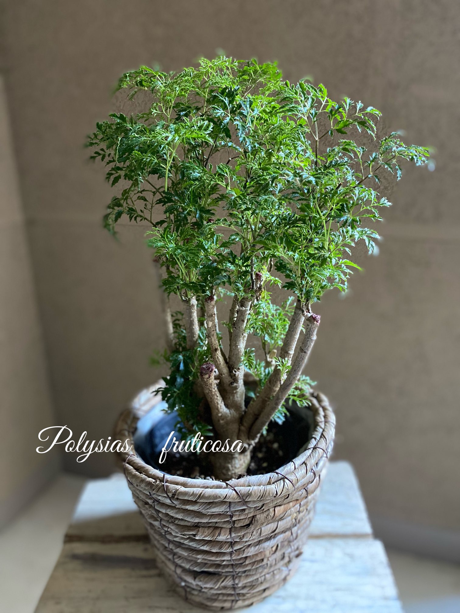 台湾モミジ ポリシャス・フルチコーサ タイワンモミジオシャレ観葉植物