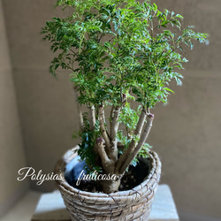 台湾モミジ ポリシャス・フルチコーサ タイワンモミジオシャレ観葉植物