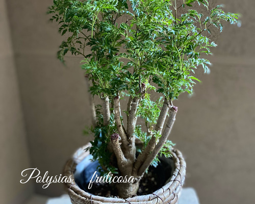 台湾モミジ ポリシャス・フルチコーサ タイワンモミジオシャレ観葉植物