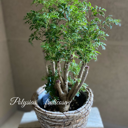 台湾モミジ ポリシャス・フルチコーサ タイワンモミジオシャレ観葉植物