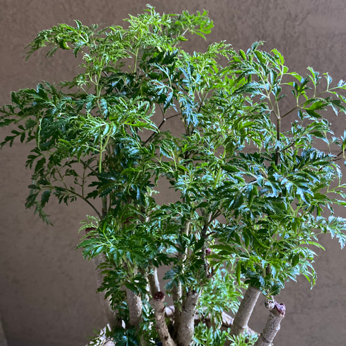 台湾モミジ ポリシャス・フルチコーサ タイワンモミジオシャレ観葉植物